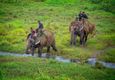jungle safari in chitwan national park